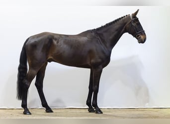 KWPN, Ruin, 7 Jaar, 171 cm