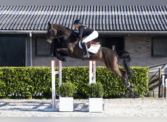 KWPN, Ruin, 7 Jaar, 171 cm