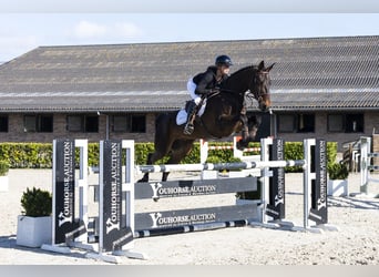 KWPN, Ruin, 7 Jaar, 171 cm