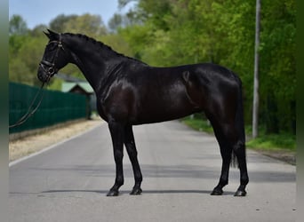 KWPN, Ruin, 7 Jaar, 171 cm, Zwartbruin