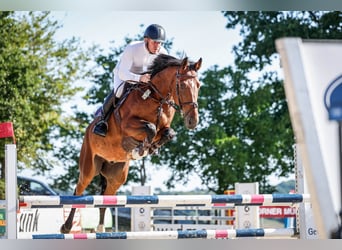 KWPN, Ruin, 7 Jaar, 172 cm, Bruin