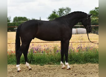 KWPN, Ruin, 7 Jaar, 172 cm, Donkerbruin
