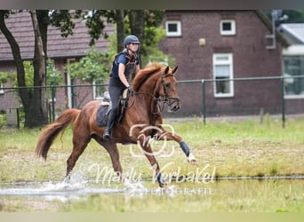 KWPN, Ruin, 7 Jaar, 172 cm, Vos