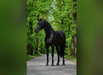 KWPN, Ruin, 7 Jaar, 172 cm, Zwart