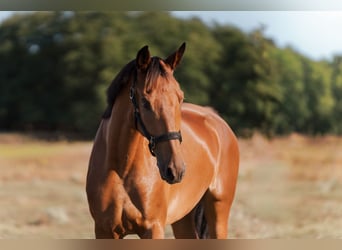 KWPN, Ruin, 7 Jaar, 173 cm, Roodbruin