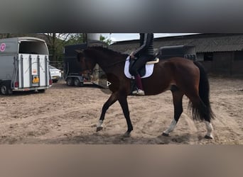 KWPN, Ruin, 7 Jaar, 174 cm, Bruin