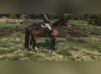 KWPN, Ruin, 7 Jaar, 174 cm, Bruin