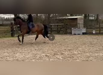 KWPN, Ruin, 7 Jaar, 174 cm, Bruin
