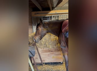 KWPN, Ruin, 7 Jaar, 174 cm, Bruin