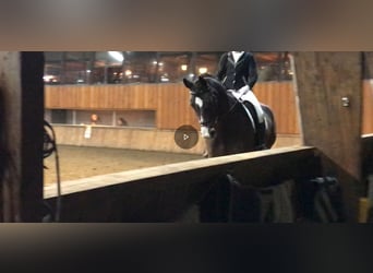 KWPN, Ruin, 7 Jaar, 174 cm, Bruin