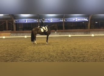 KWPN, Ruin, 7 Jaar, 174 cm, Bruin