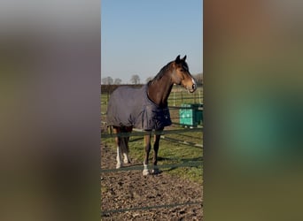 KWPN, Ruin, 7 Jaar, 174 cm, Bruin
