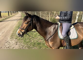 KWPN, Ruin, 7 Jaar, 174 cm, Bruin