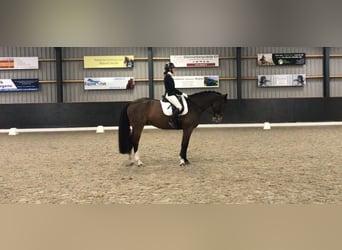 KWPN, Ruin, 7 Jaar, 174 cm, Bruin