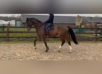KWPN, Ruin, 7 Jaar, 174 cm, Bruin