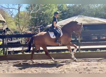 KWPN, Ruin, 7 Jaar, 174 cm, Vos