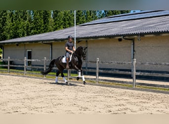 KWPN, Ruin, 7 Jaar, 174 cm, Zwart