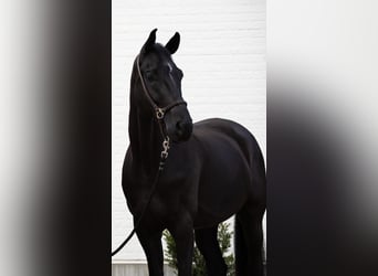 KWPN, Ruin, 7 Jaar, 174 cm, Zwart