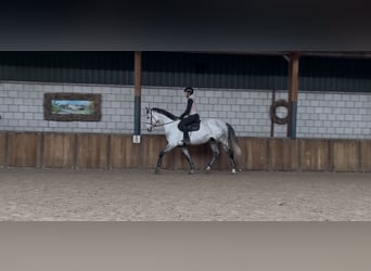 KWPN, Ruin, 7 Jaar, 175 cm, Blauwschimmel