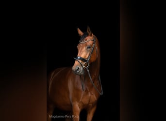 KWPN, Ruin, 7 Jaar, 175 cm, Bruin