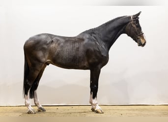 KWPN, Ruin, 7 Jaar, 175 cm, Donkerbruin