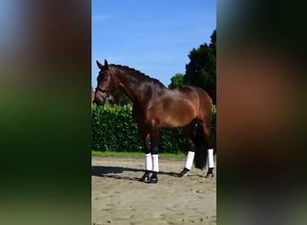KWPN, Ruin, 7 Jaar, 175 cm