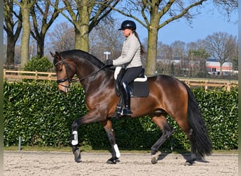 KWPN, Ruin, 7 Jaar, 175 cm