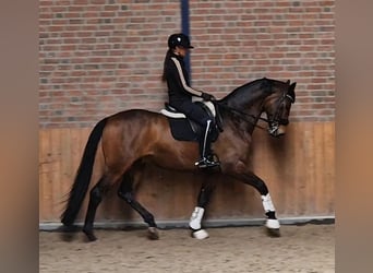 KWPN, Ruin, 7 Jaar, 175 cm