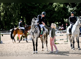 KWPN, Ruin, 7 Jaar, 175 cm, Schimmel