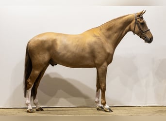 KWPN, Ruin, 7 Jaar, 176 cm, Vos