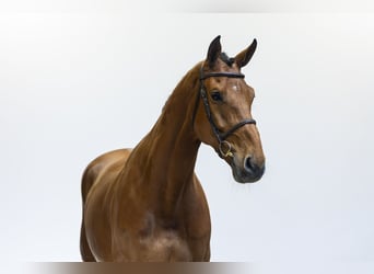 KWPN, Ruin, 7 Jaar, 178 cm