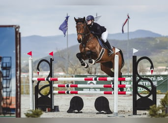 KWPN, Wallach, 7 Jahre, 179 cm