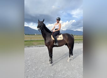 KWPN, Ruin, 7 Jaar, 180 cm, Donkerbruin