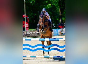 KWPN, Ruin, 7 Jaar, 185 cm, Bruin