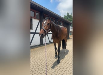 KWPN, Ruin, 7 Jaar, 185 cm, Bruin