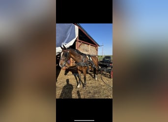 KWPN Mix, Ruin, 8 Jaar, 164 cm, Bruin