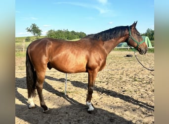 KWPN Mix, Ruin, 8 Jaar, 164 cm, Roodbruin