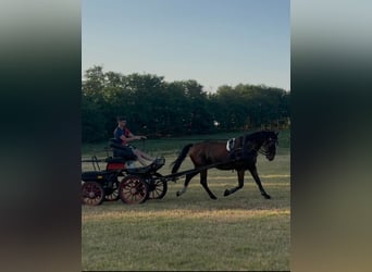 KWPN Mix, Ruin, 8 Jaar, 164 cm, Roodbruin