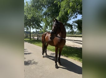 KWPN, Ruin, 8 Jaar, 166 cm, Bruin