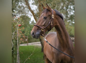 KWPN, Ruin, 8 Jaar, 166 cm, Bruin