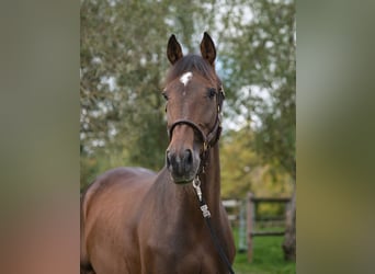 KWPN, Ruin, 8 Jaar, 166 cm, Bruin