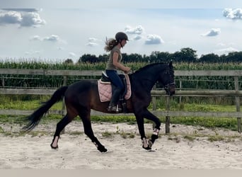 KWPN, Ruin, 8 Jaar, 167 cm, Donkerbruin