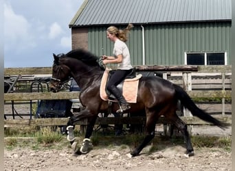 KWPN, Ruin, 8 Jaar, 167 cm, Donkerbruin