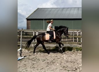 KWPN, Ruin, 8 Jaar, 167 cm, Donkerbruin