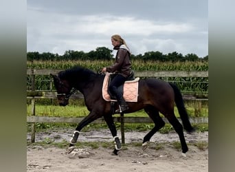 KWPN, Ruin, 8 Jaar, 167 cm, Donkerbruin
