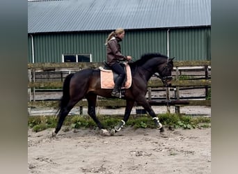 KWPN, Ruin, 8 Jaar, 167 cm, Donkerbruin