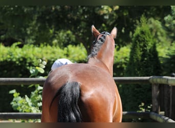 KWPN, Ruin, 8 Jaar, 168 cm, Bruin