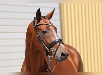 KWPN, Ruin, 8 Jaar, 168 cm, Bruin