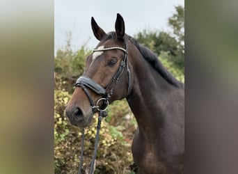 KWPN, Ruin, 8 Jaar, 168 cm, Bruin