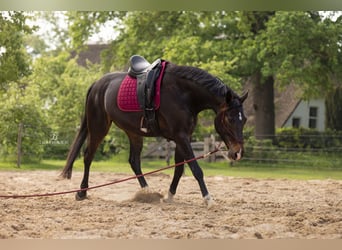 KWPN, Ruin, 8 Jaar, 168 cm, Donkerbruin